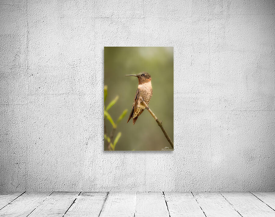 Ruby Throated Humming Bird 3364 Wall Preview