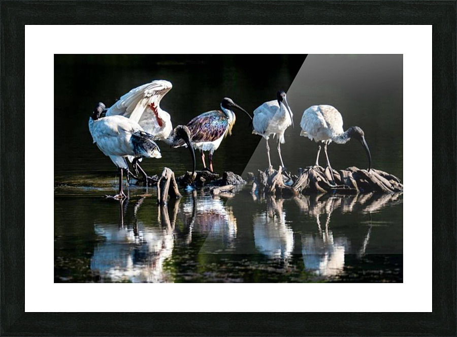 Storks  Picture Frame print