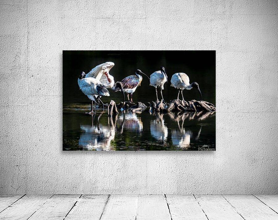 Storks  Wall Preview