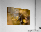 La petite jaune Acrylic Print