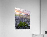 Ciboulette Acrylic Print
