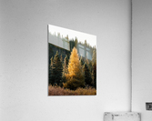 Le vaillant Acrylic Print