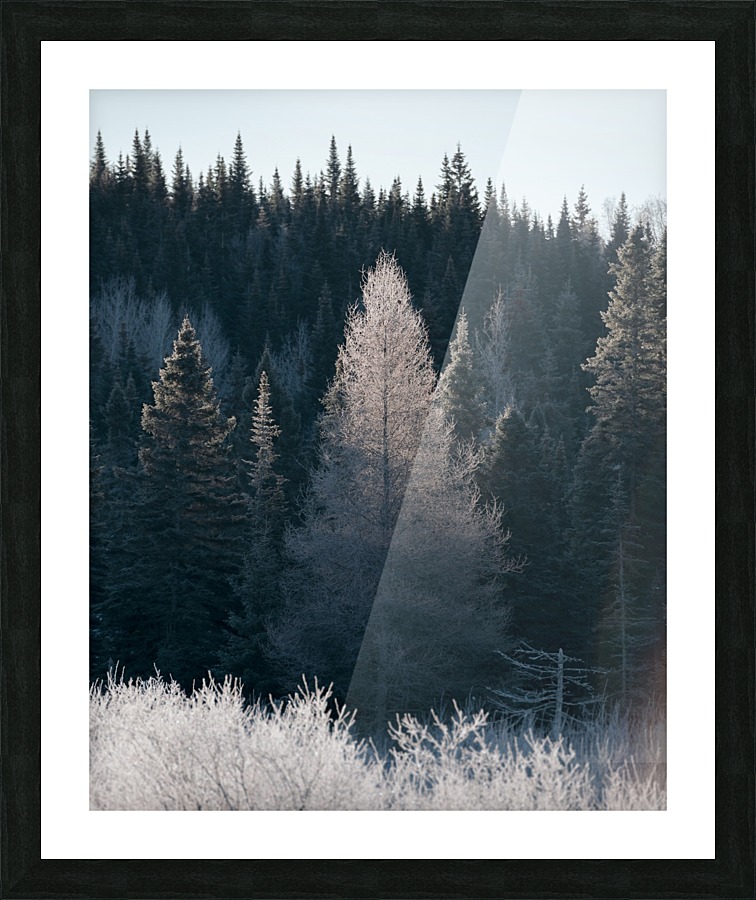 Arbre de dentelle Picture Frame print