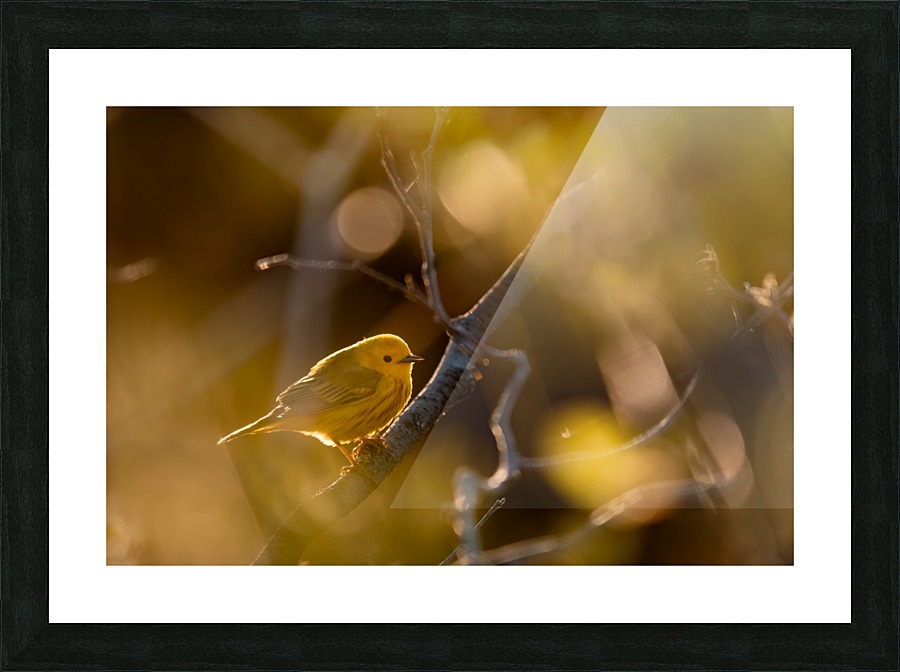 La petite jaune Picture Frame print