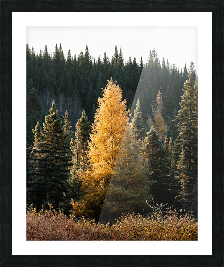 Le vaillant Picture Frame print