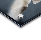Pelican in Flight Acrylic print