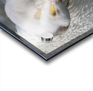 Pelican Preening Acrylic print