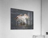 DSC 9354Adj1 Acrylic Print