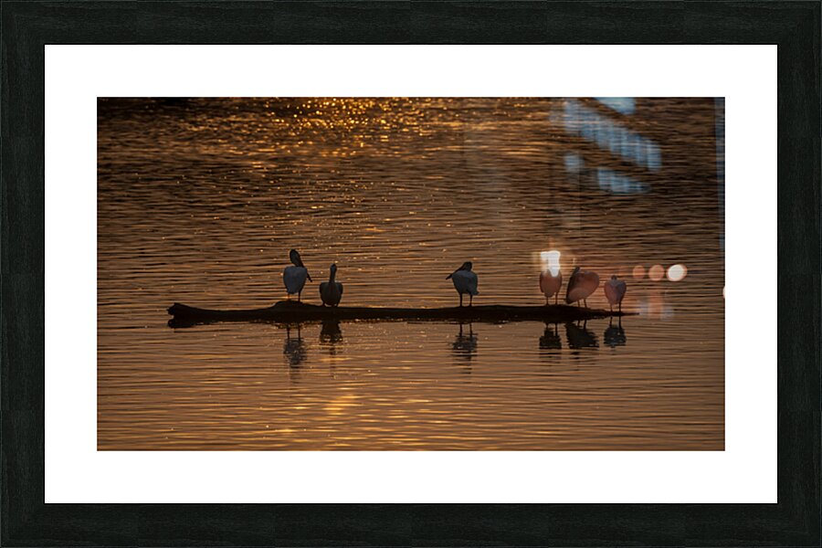 Pelicans at Sunset Picture Frame print
