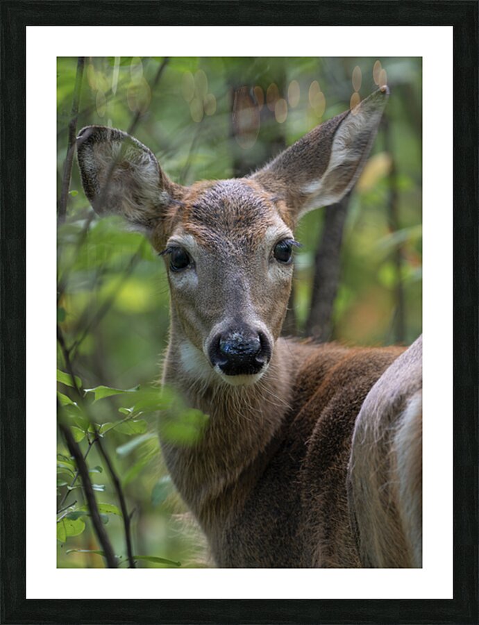 DSC 3793Adj1 Picture Frame print