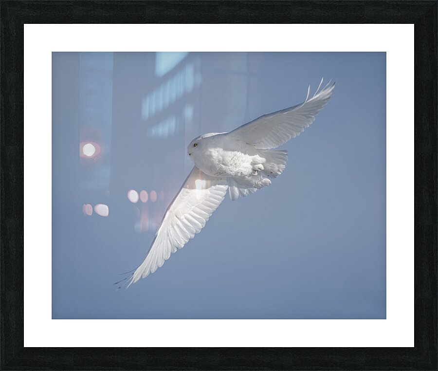 DSC 5873Adj1 Picture Frame print