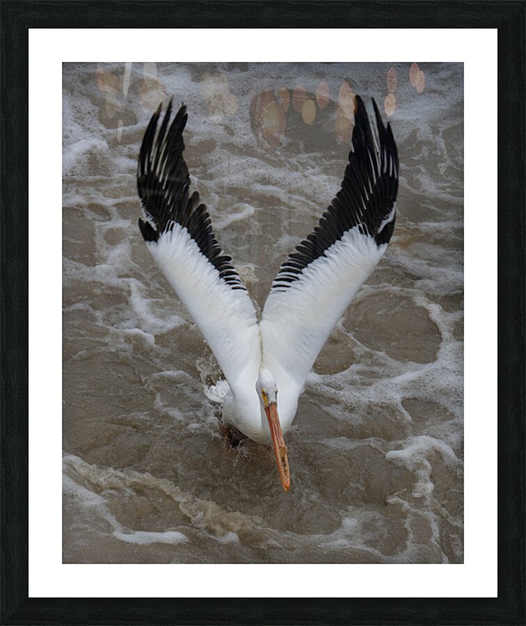 Pelican Picture Frame print