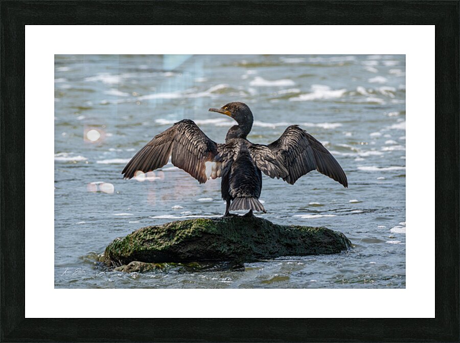 Double-crested Cormorant Picture Frame print