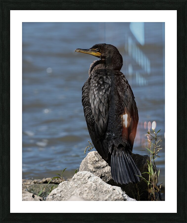 Double-Crested Cormorant Picture Frame print