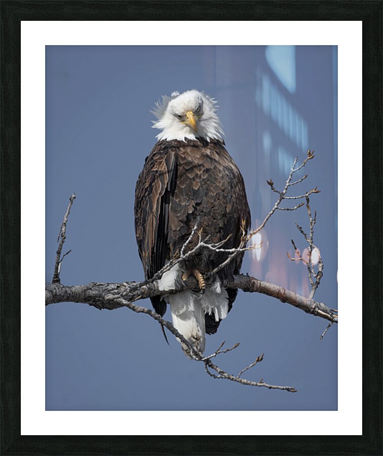Bald Eagle Picture Frame print