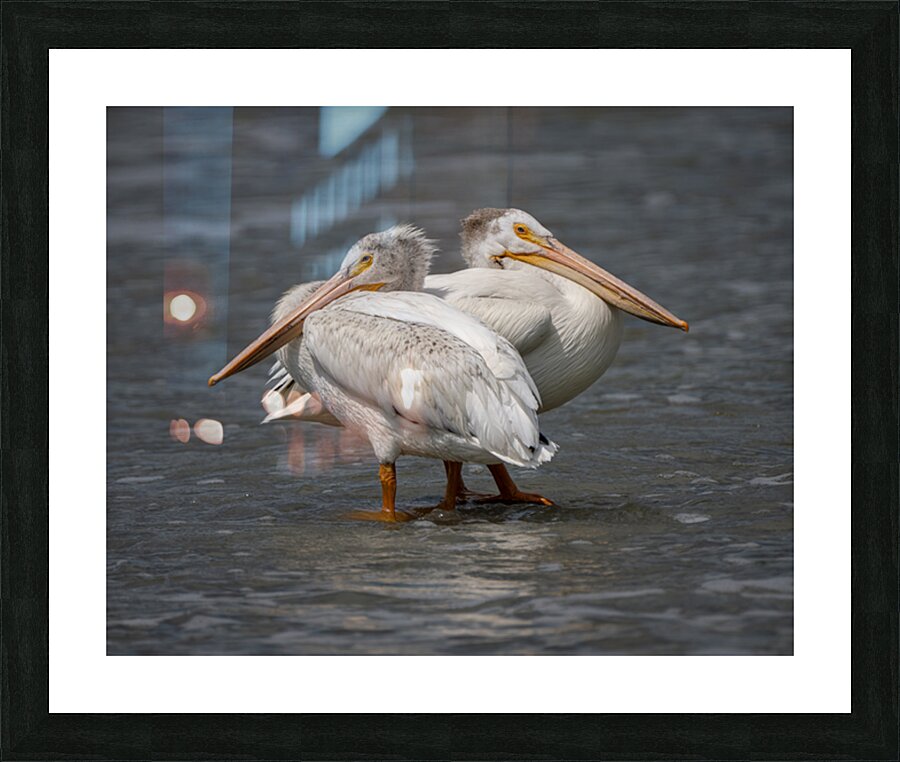 DSC 9354Adj1 Picture Frame print