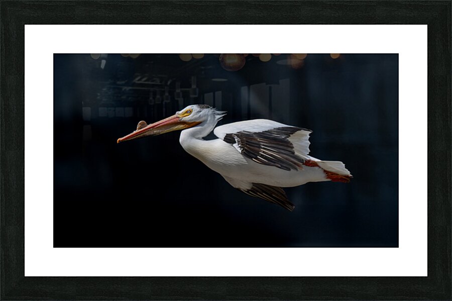 Pelican in Flight Picture Frame print