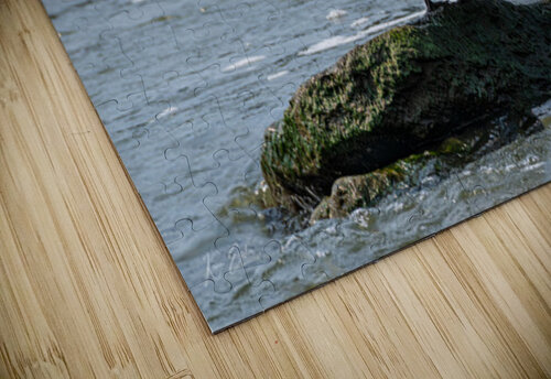 Double-crested Cormorant Kevin Eisler Photography puzzle