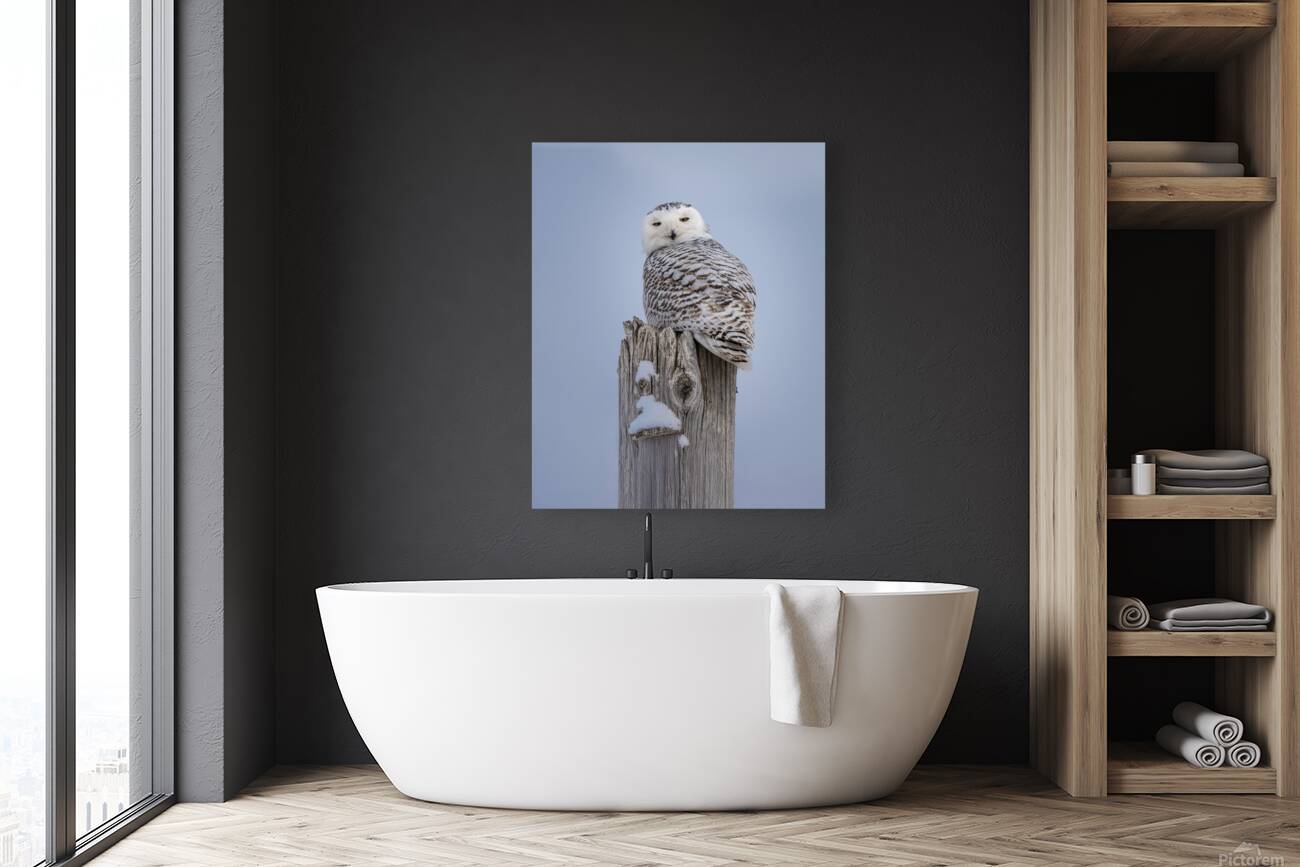Snowy Owl Reproduction