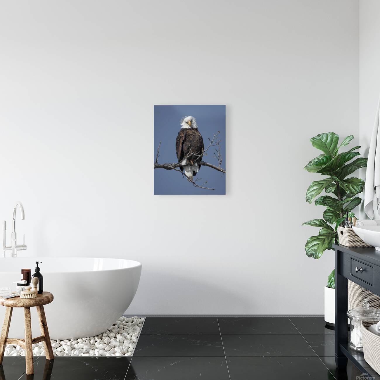 Bald Eagle Reproduction