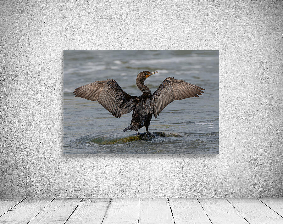 Double-Crested Cormorant Wall Preview