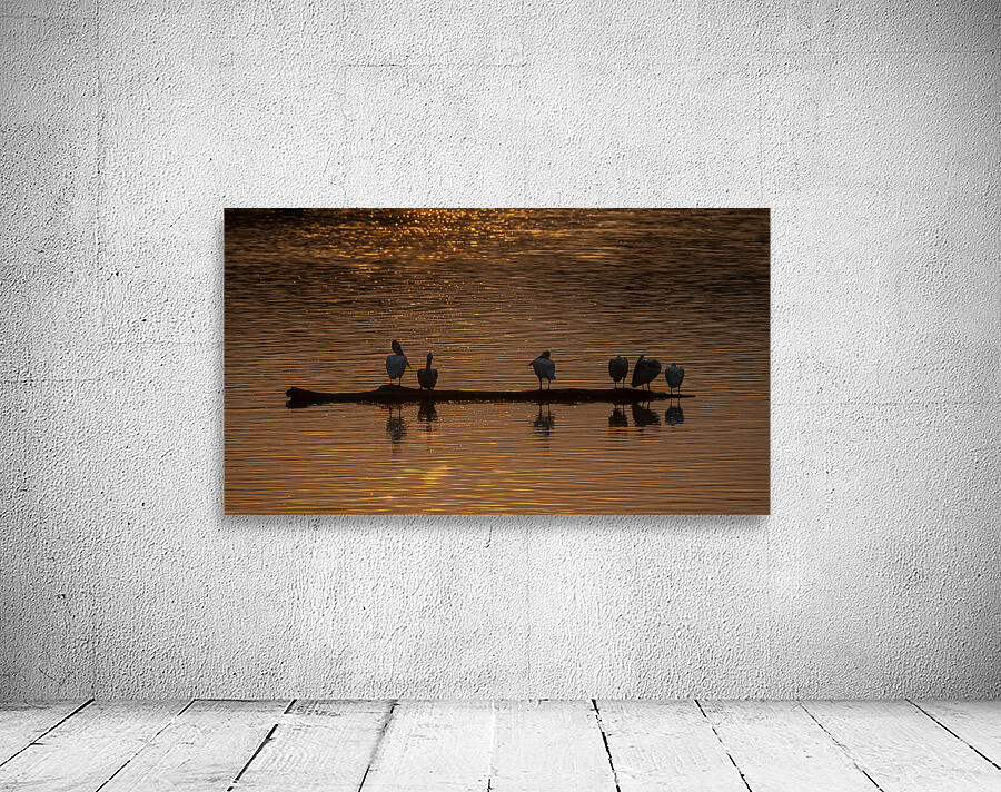 Pelicans at Sunset Wall Preview