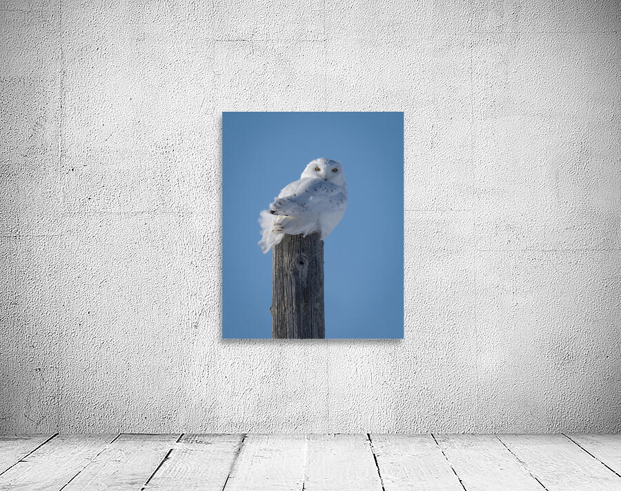 Snowy Owl Wall Preview