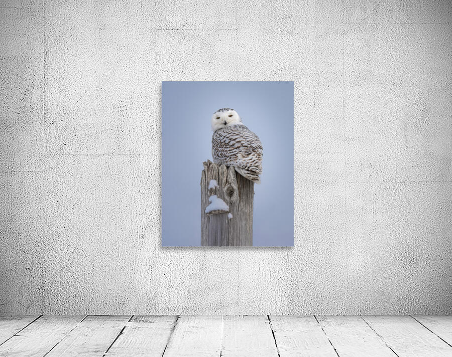 Snowy Owl Wall Preview