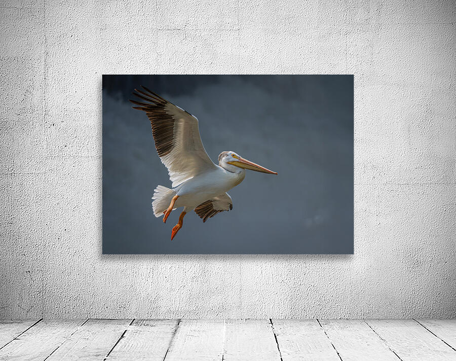 Pelican in Flight Wall Preview