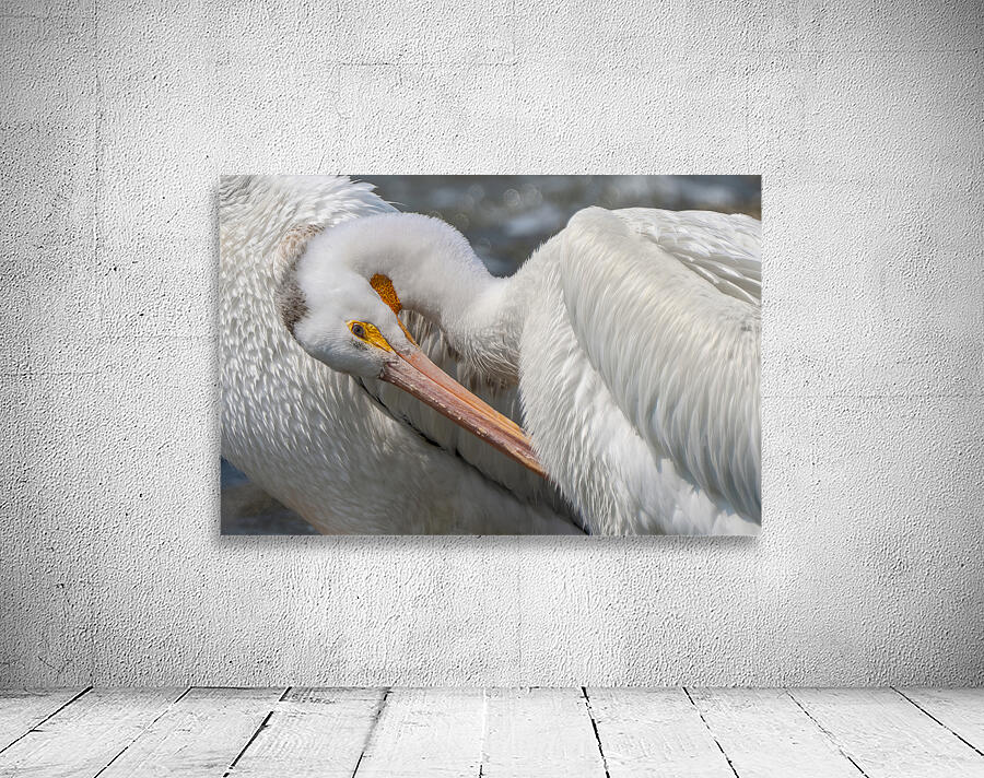 Pelican Preening Wall Preview
