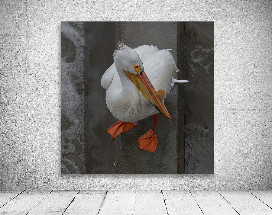 Pelican Wall Preview