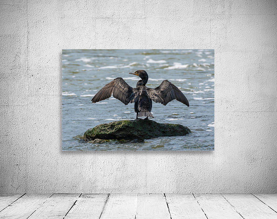 Double-crested Cormorant Wall Preview