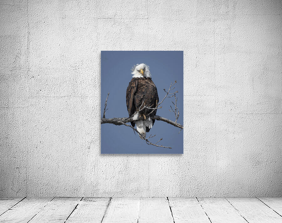 Bald Eagle Wall Preview