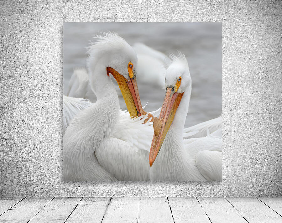 Pelican Pair Wall Preview