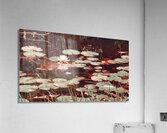 Nymphaea   3 Acrylic Print