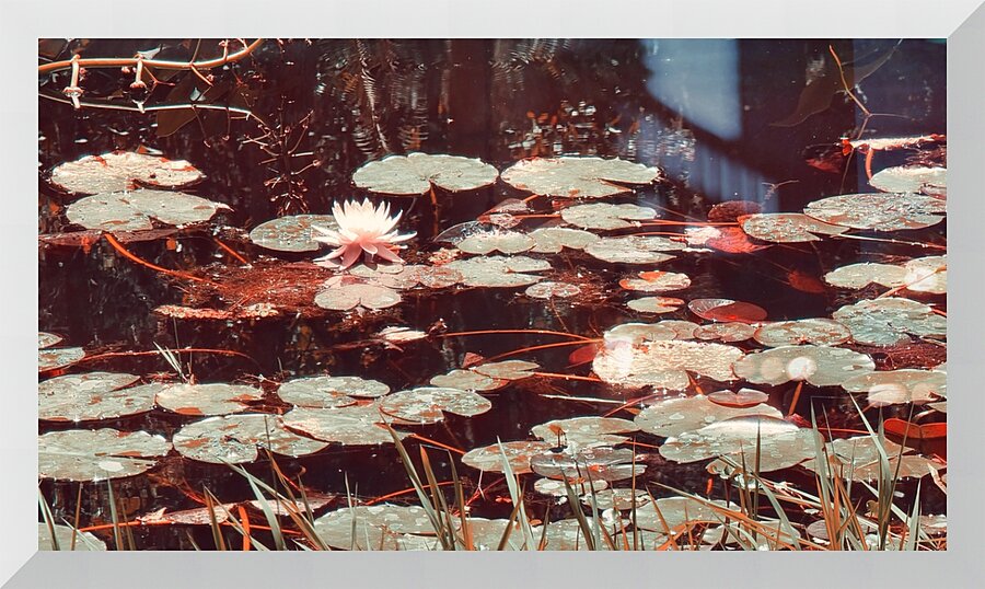 Nymphaea   3 Picture Frame print
