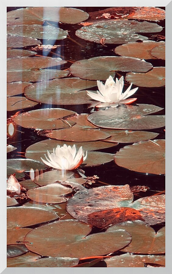 Nymphaea   4 Picture Frame print