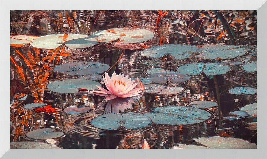 Nymphaea   2 Picture Frame print