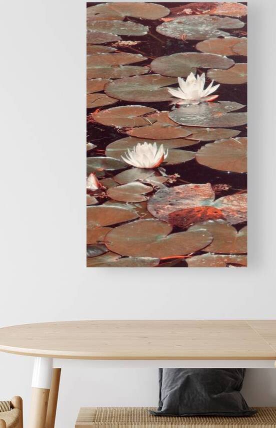 Nymphaea   4 Reproduction