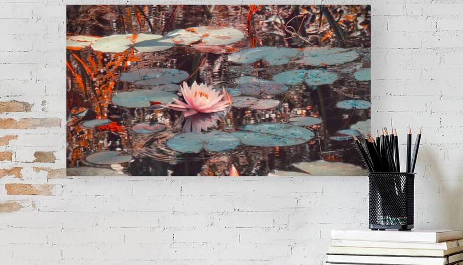 Nymphaea   2 Reproduction