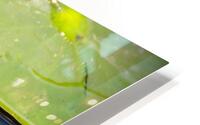 Nymphaea  5 HD Metal print