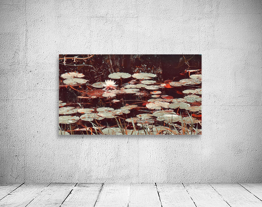 Nymphaea   3 Wall Preview