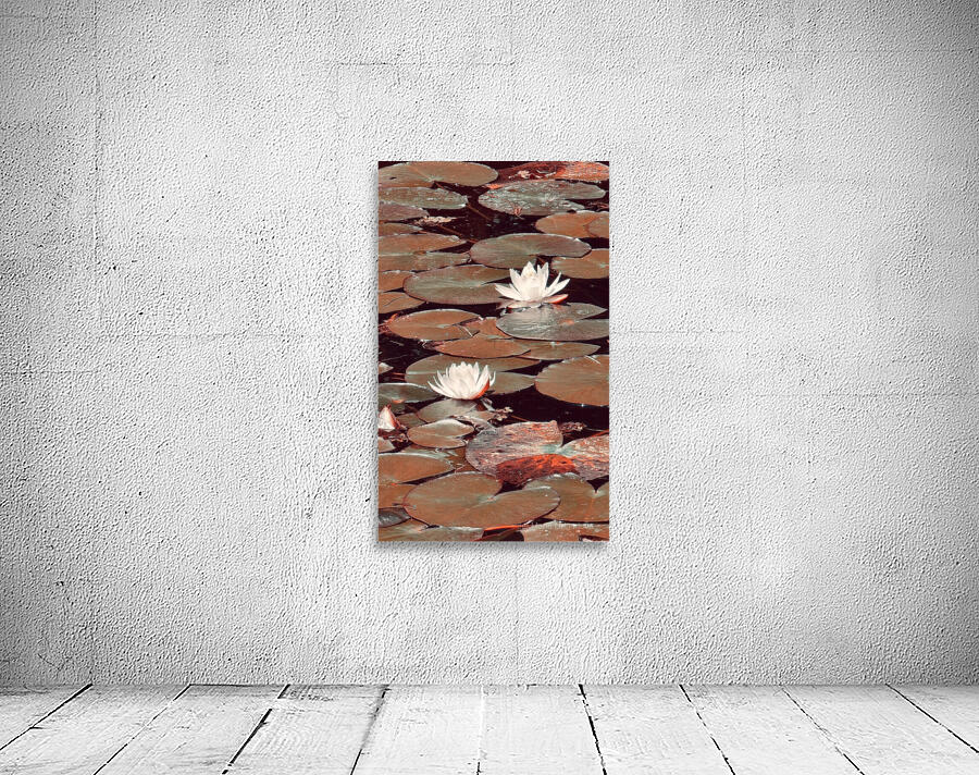 Nymphaea   4 Wall Preview