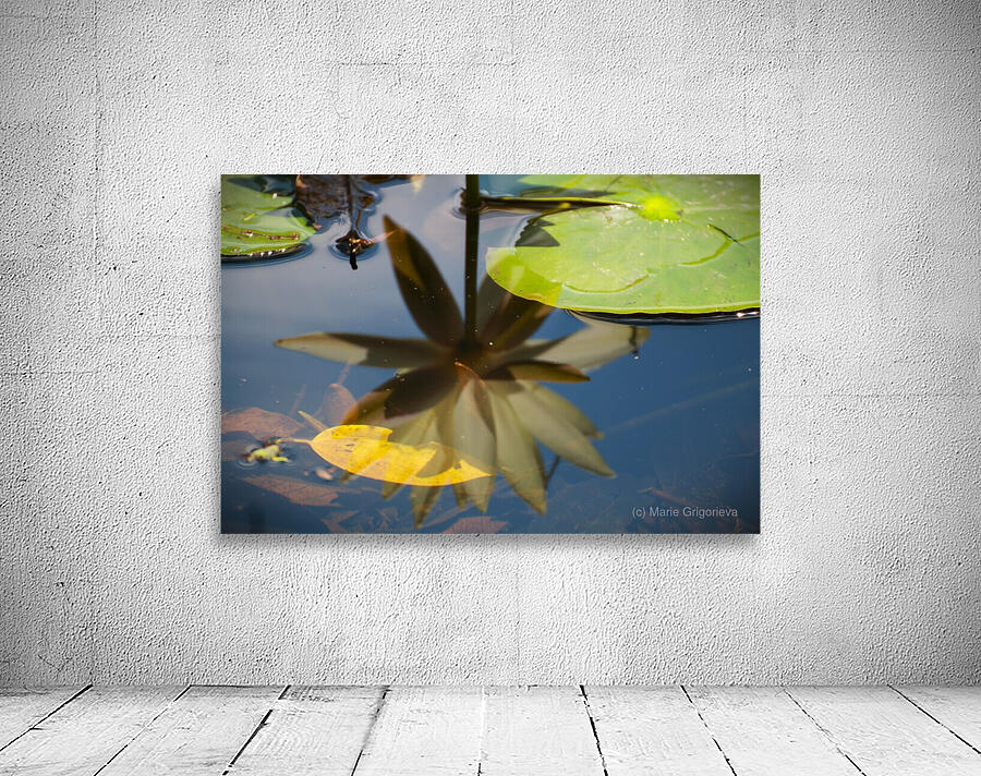 Nymphaea  5 Wall Preview