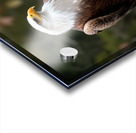 Majestic bald eagle perched gracefully on a branch Acrylic print