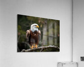 Majestic bald eagle perched gracefully on a branch Acrylic Print