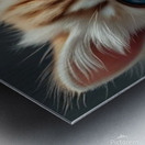  Two Enchanting Cats With Striking Blue eyes Metal print