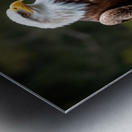 Majestic bald eagle perched gracefully on a branch Metal print