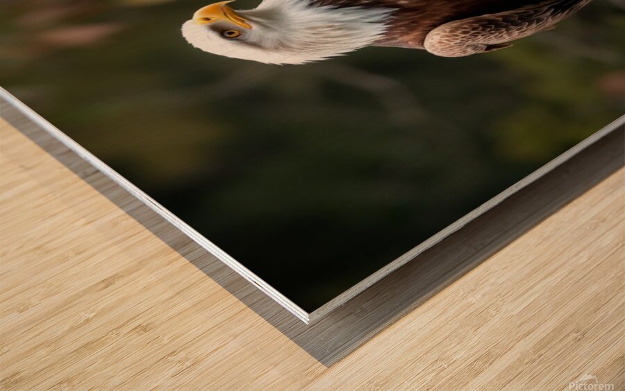 Majestic bald eagle perched gracefully on a branch Wood print