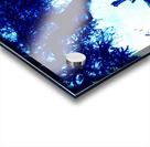 Blue and lonely tree Acrylic print